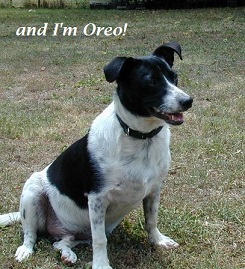 Oreo